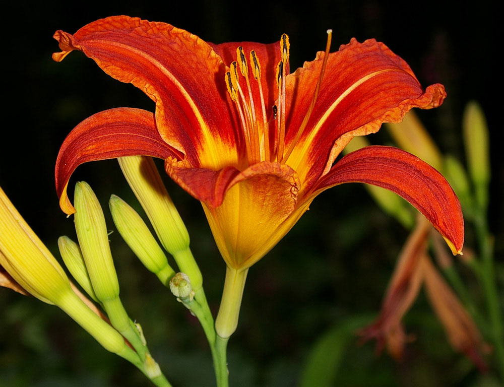 Hemerocallis fulva / Giglio di San Giuseppe